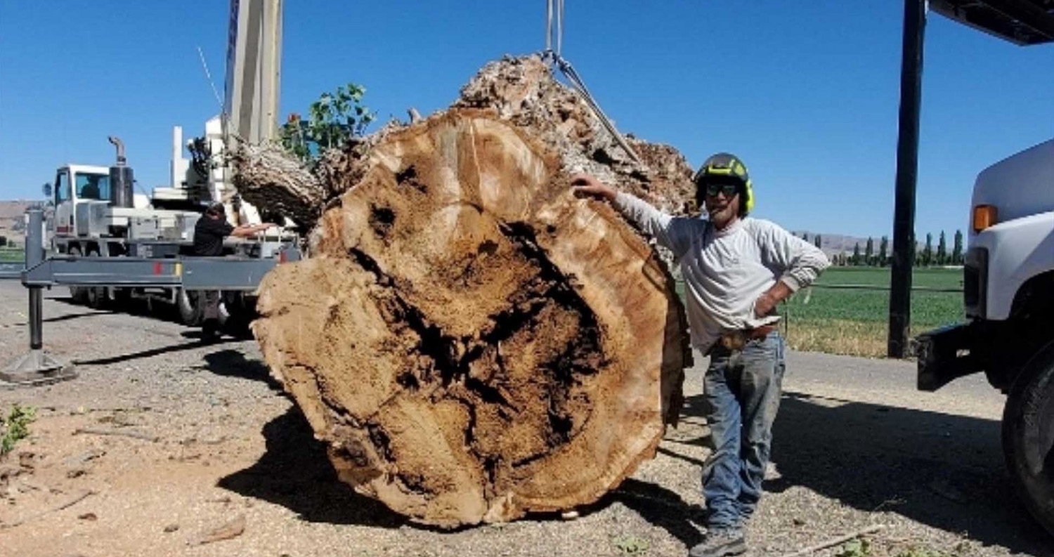 Tree Trimming Mckinney